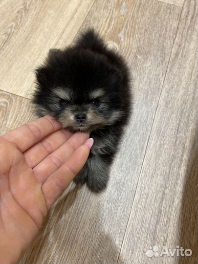 Померанский шпиц mini
