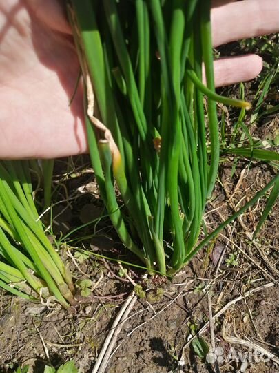 Зелёный лук делянка