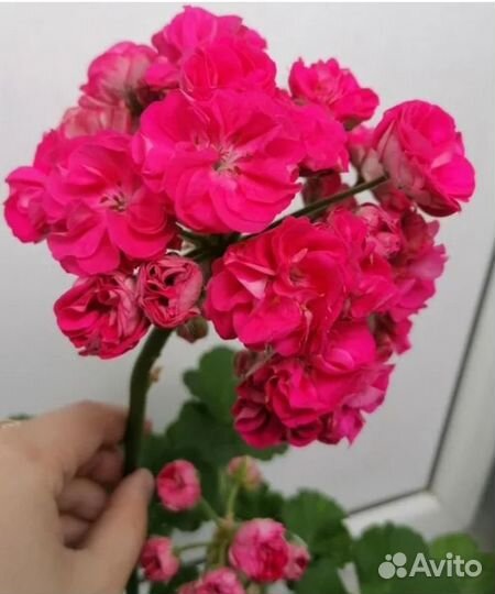 Герань пеларгония