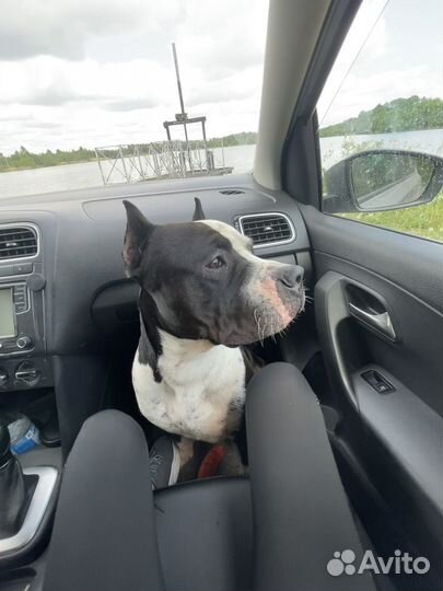 Вязка питбуль