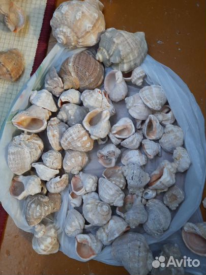 Ракушка Рапан