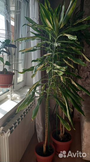 Продам цветы комнатные