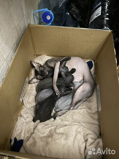 Донской сфинкс