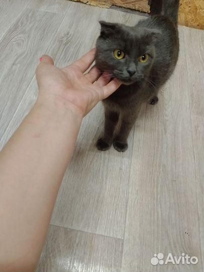 Шотландская вислоухая