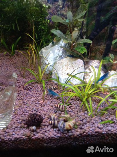 Аквариумные рыбки