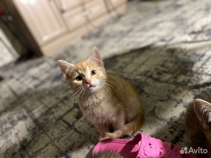 Домашние животные котята