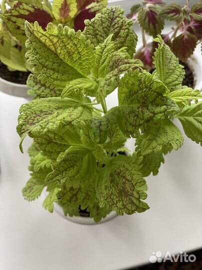 Колеусы отростки скорешками