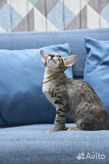 Ориентальный котенок