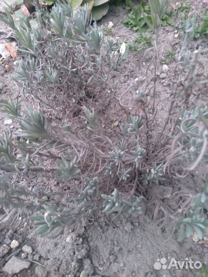 Лаванда саженцы