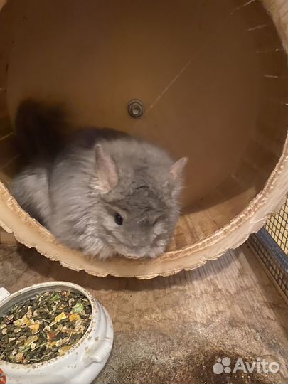 Шиншиллы фиолетовая ангора с витриной