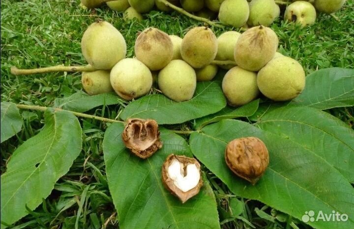 Маньчжурский орех