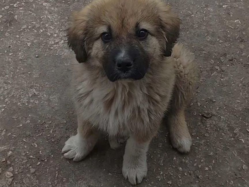 Домашние животные собаки щенки