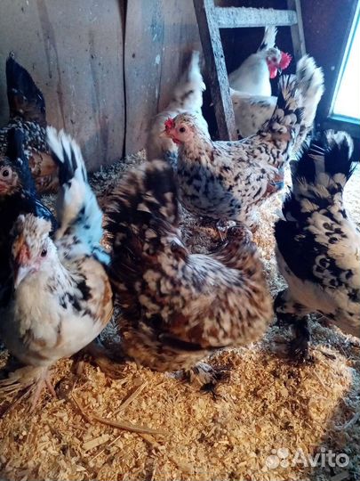 Алтайская бентамка