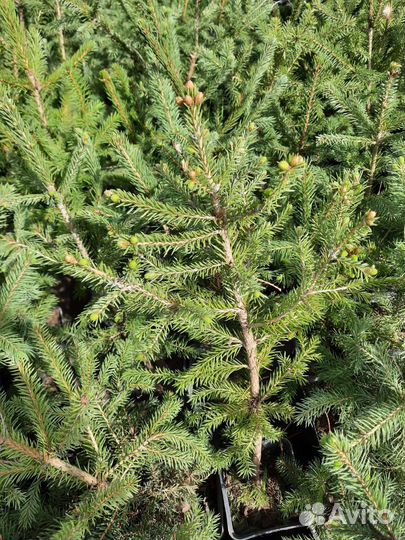 Ель сибирская саженцы