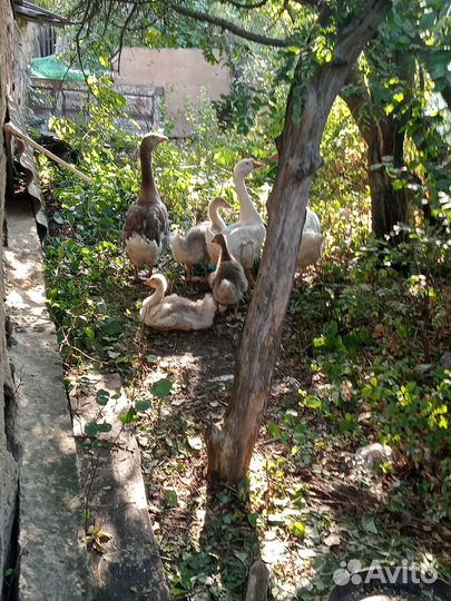 Домашние животные