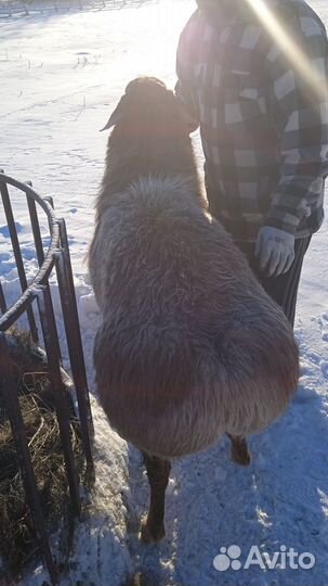 Бараны гиссарские