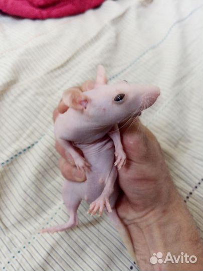 Крысята сфинкс