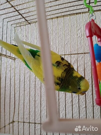 Волнистый попугай с клеткой
