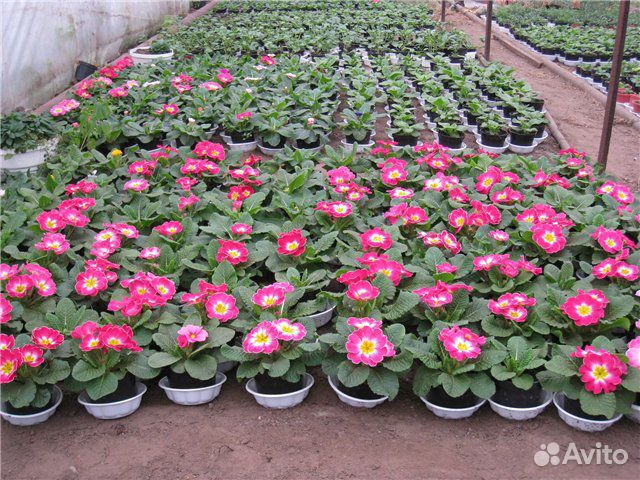 Виола Гиацинт Петуния Герань Примула цветы