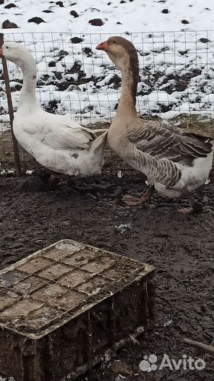 Холмогорские гуси