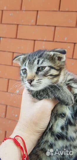 Котёнок в дар