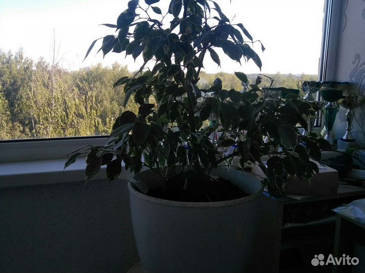 Бенджамина