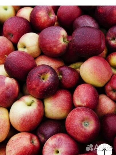 Груши и яблони(поступление)