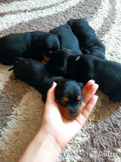 Маленькая собака