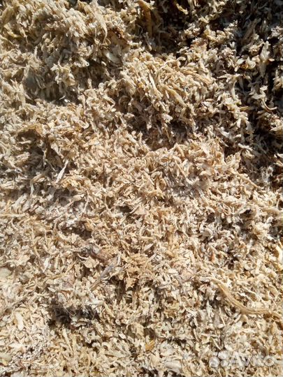 Жом свекловичный