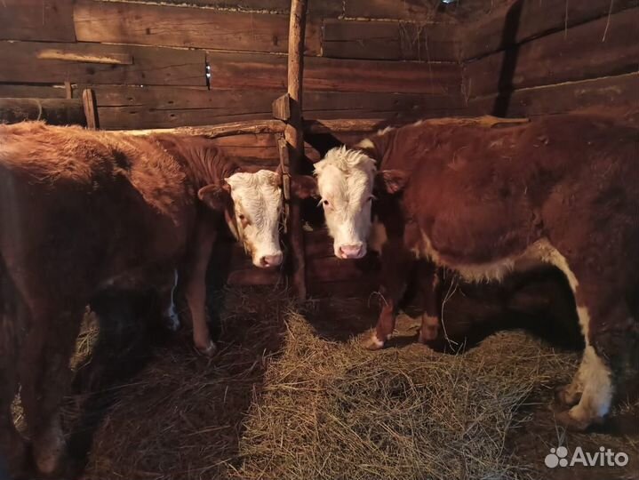 Бычки и тёлка