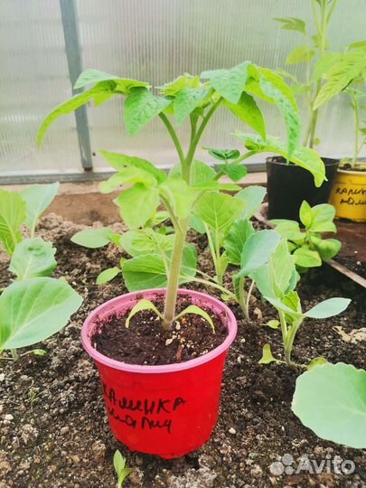 Рассада клубники гигант, малина и ежевика сортовые