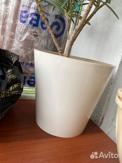 Цветок олеандр розовый