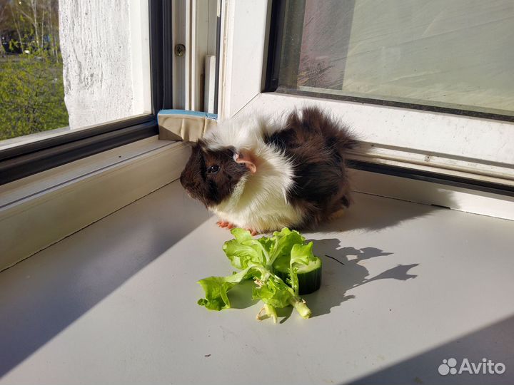 Морская свинка