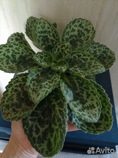 Примулина (Хирита)