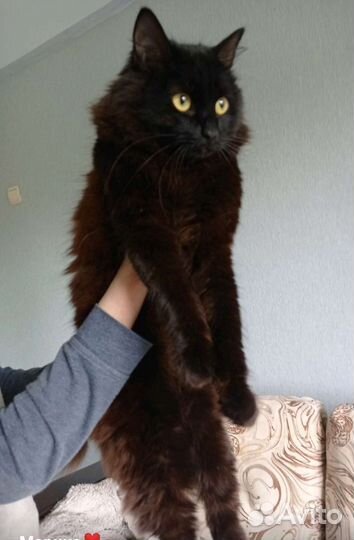 Супер ласковый, молодой котик Стасик ищет дом