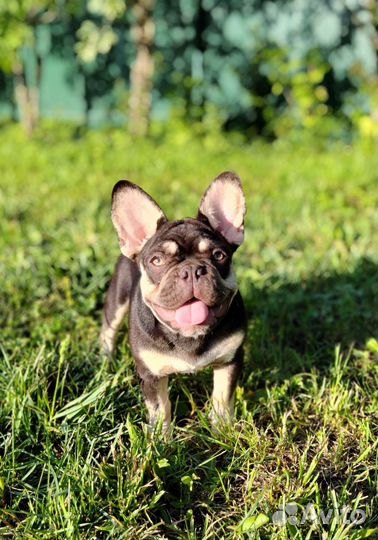 Лиловый мальчик с голубыми глазами Француз