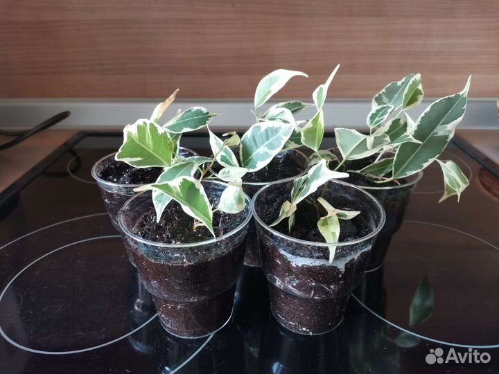 Фикус вариегатный