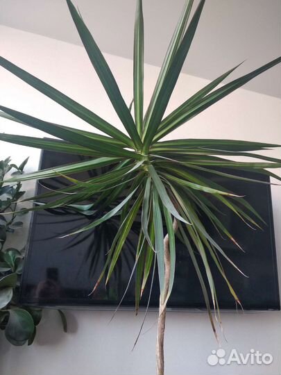 Пальма драцена