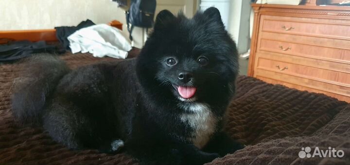 Шпиц для вязки