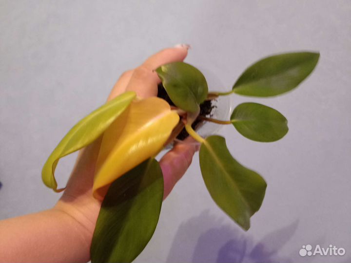 Филодендрон и Хоя