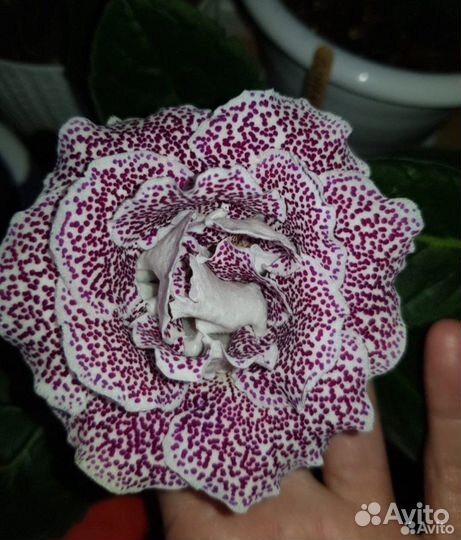 Домашние цветы