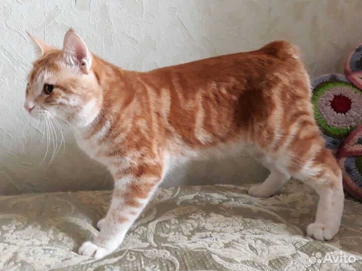 Вязка курильский боптейл