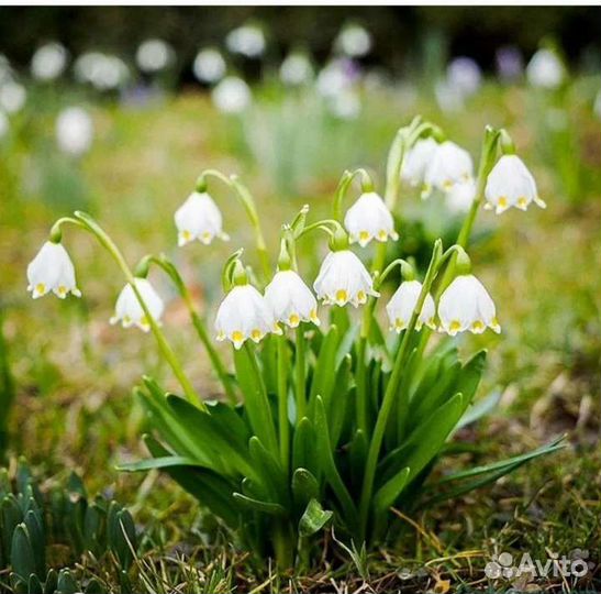 Монетчатый стелющийся вербейник