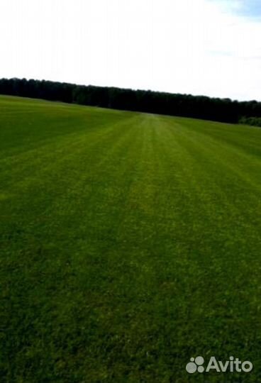 Рулонный газон 