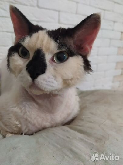 Девон-рекс в добрые руки