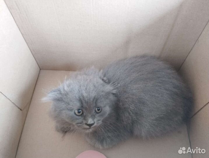 Котята в добрые руки 1 месяц