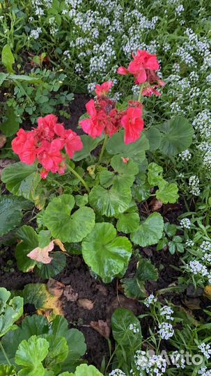 Пеларгония герань