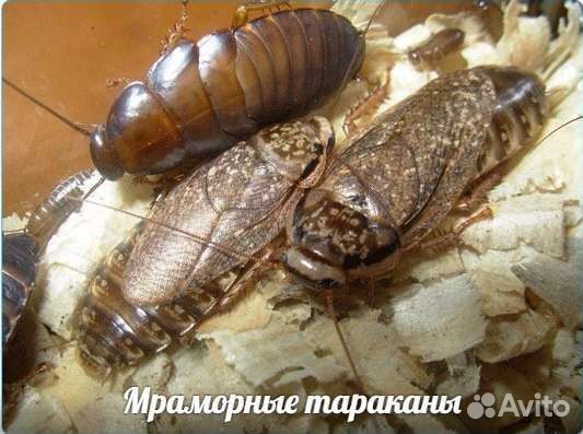 Кормовые насекомые
