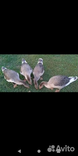 Большой серый гусь, гусята и молодняк