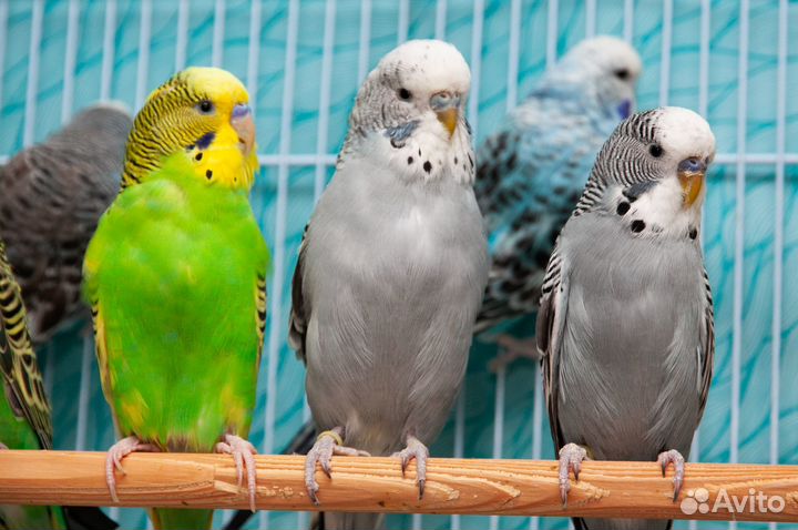 Выставочный волнистый попугай